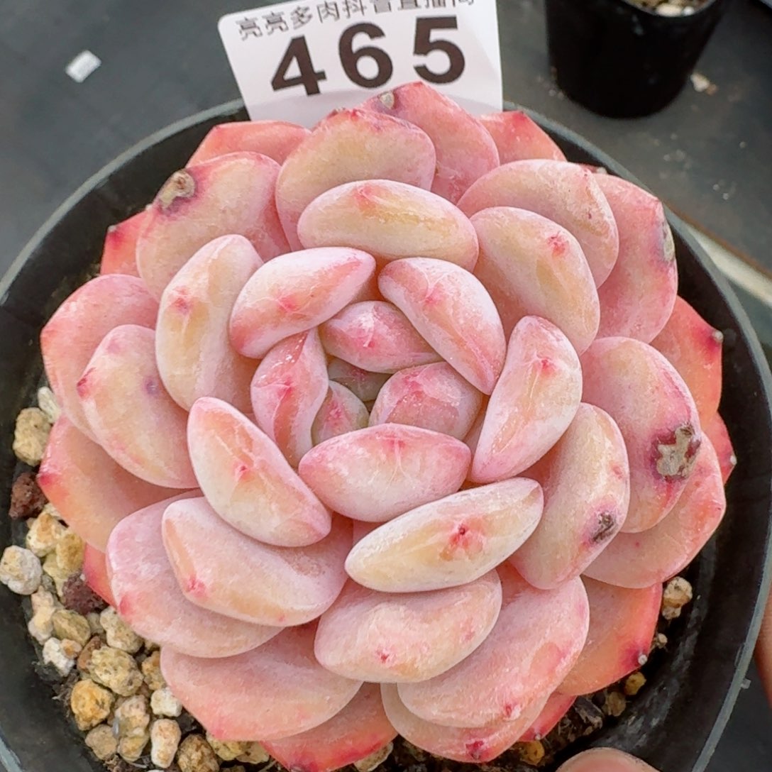 福利橙子         精品多肉