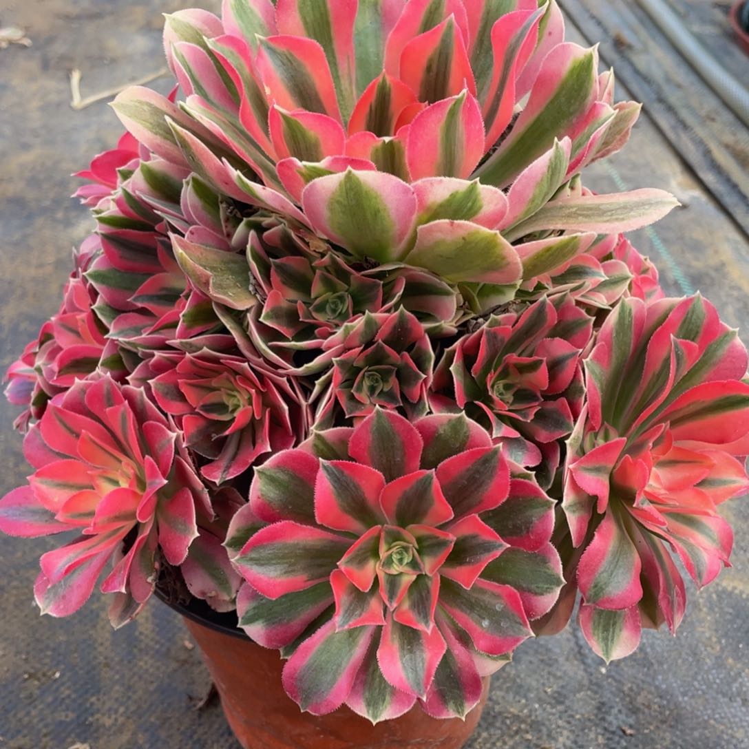 316粉女巫精品法师老桩