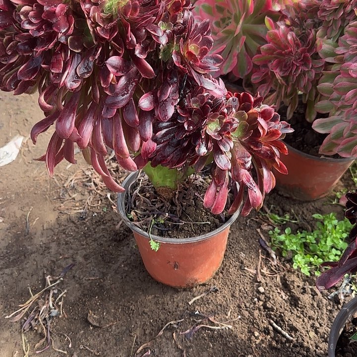 叶*缀话脱土发货缀话