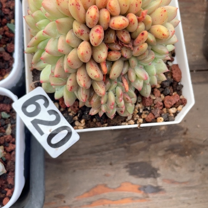 ?****?多肉植物一物一拍