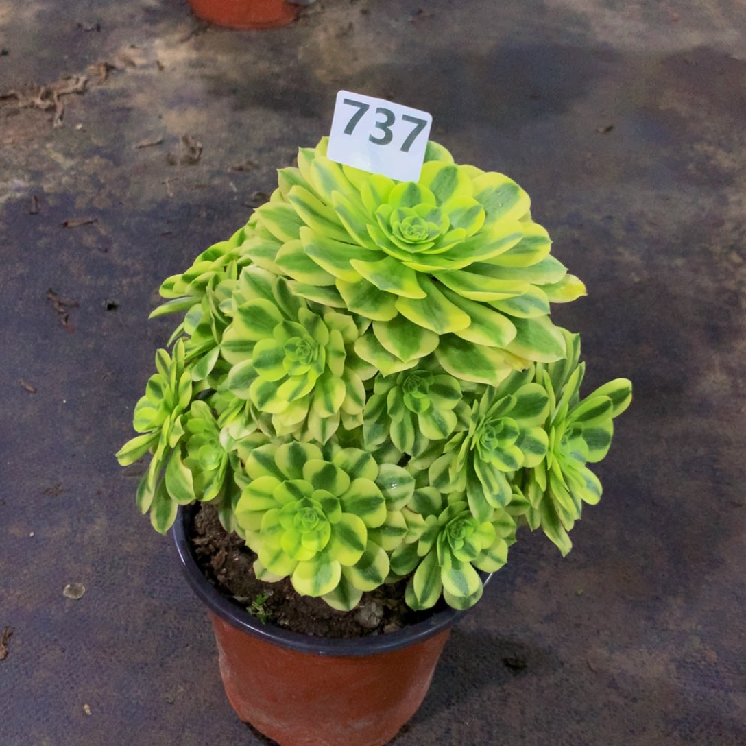 【闪购商品】木*737迈巴赫福利