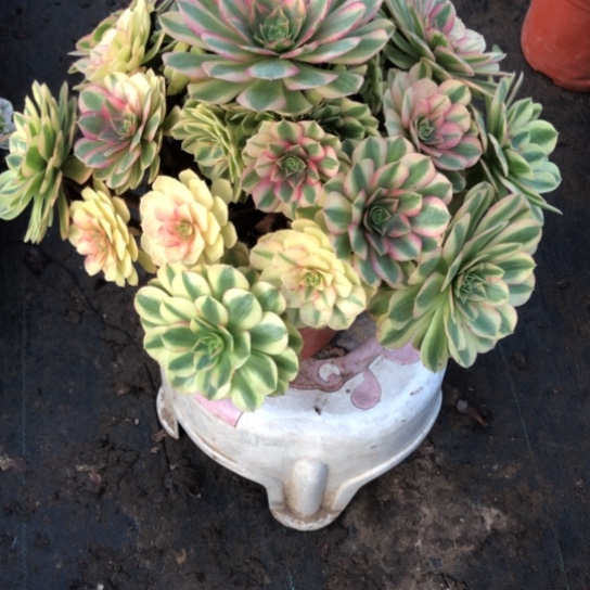 心***情无花朵雨荷法师多肉植物464号