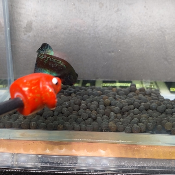 斗鱼泰国斗鱼286号