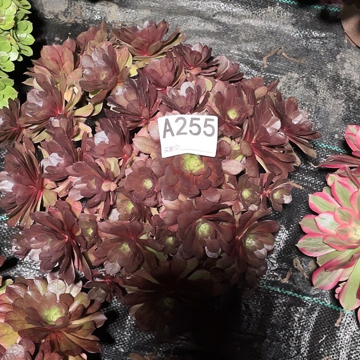 255万七彩法师3-9