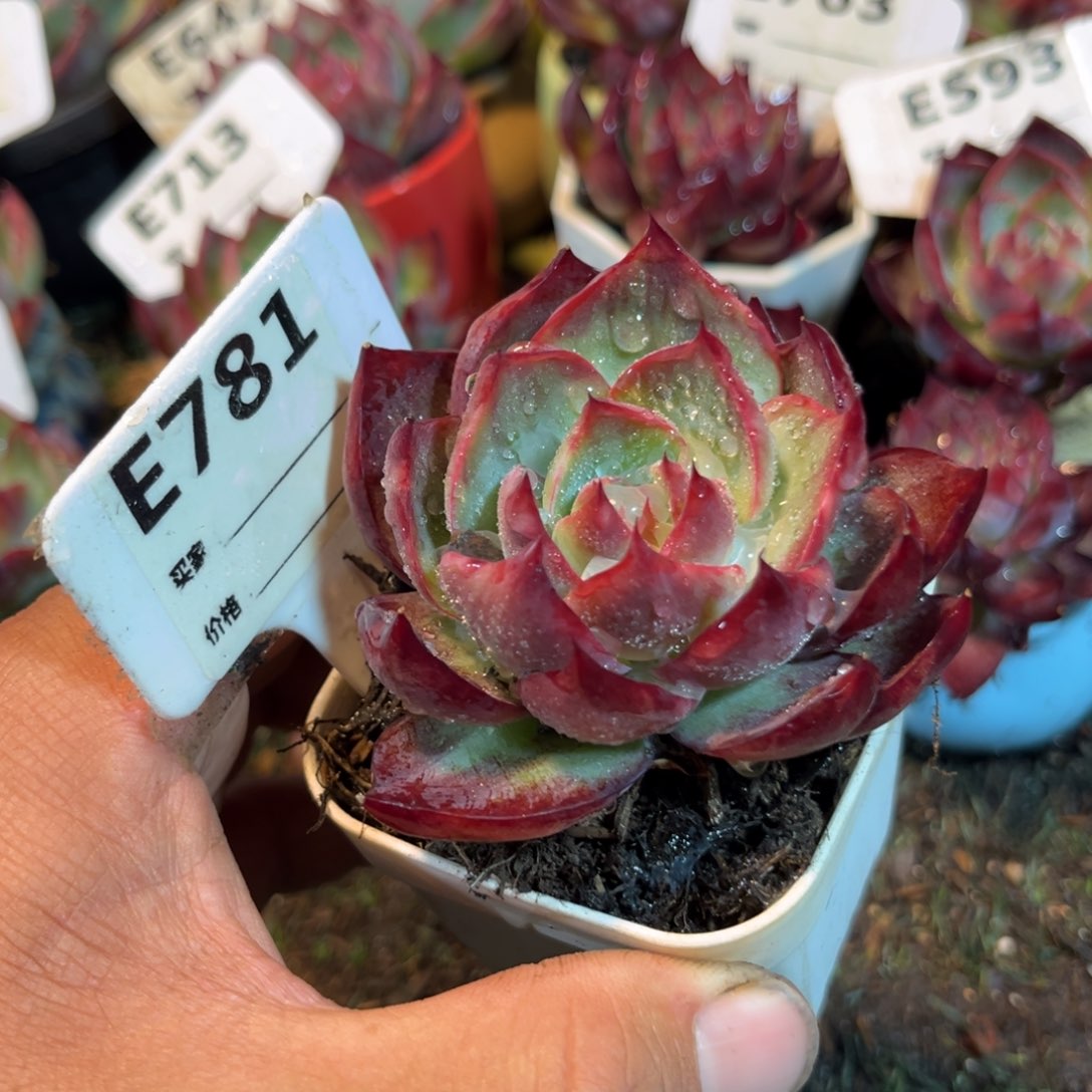 惊鸿一瞥781号多肉