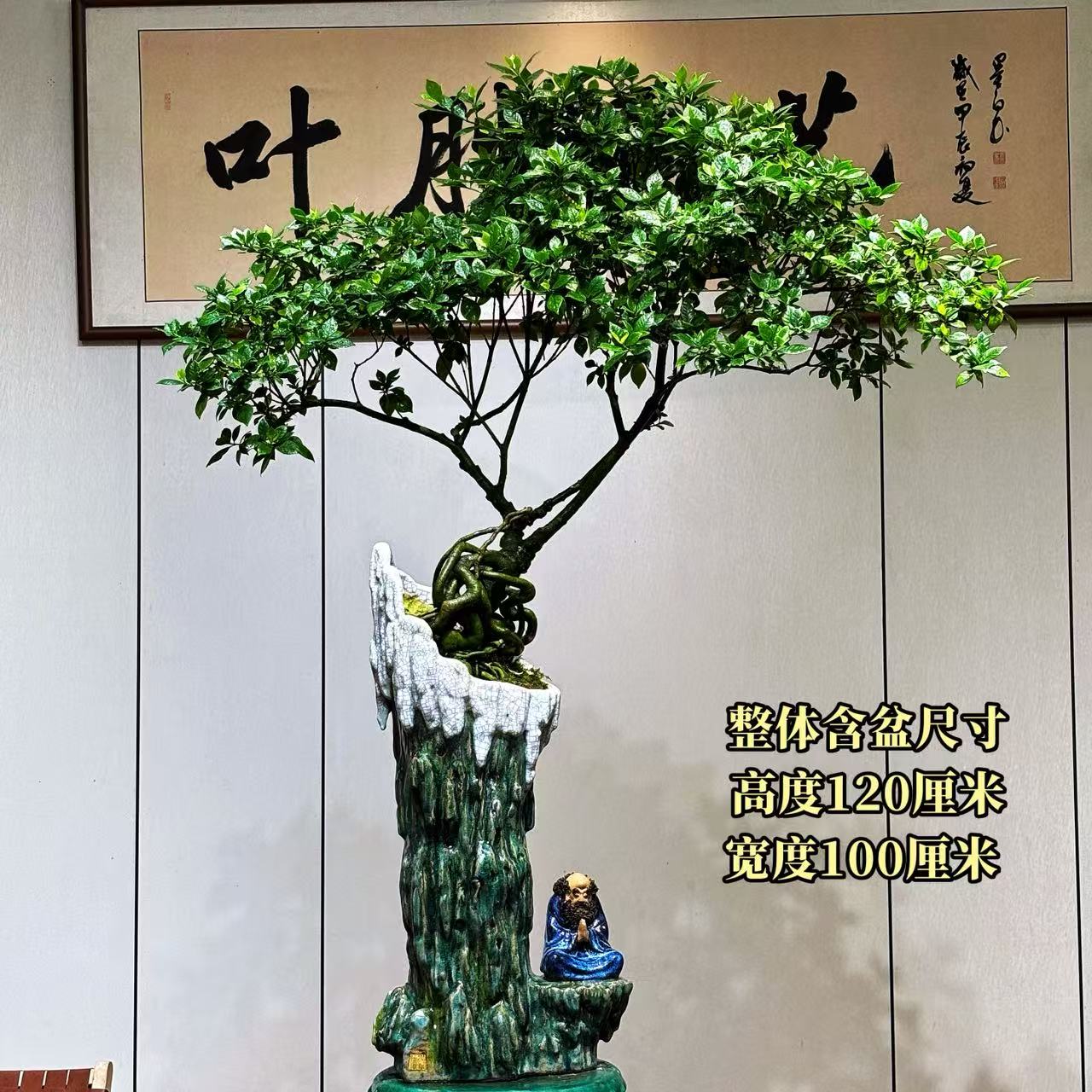 【叶胜园艺】精品四季榄叶栀子花盆景