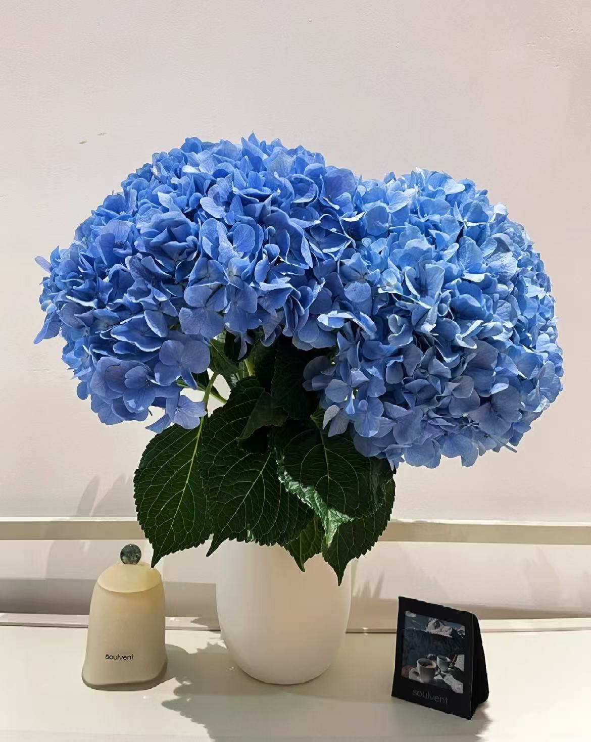 【绣球】绣球花 客厅插花 日常养护 质感高级氛围鲜花