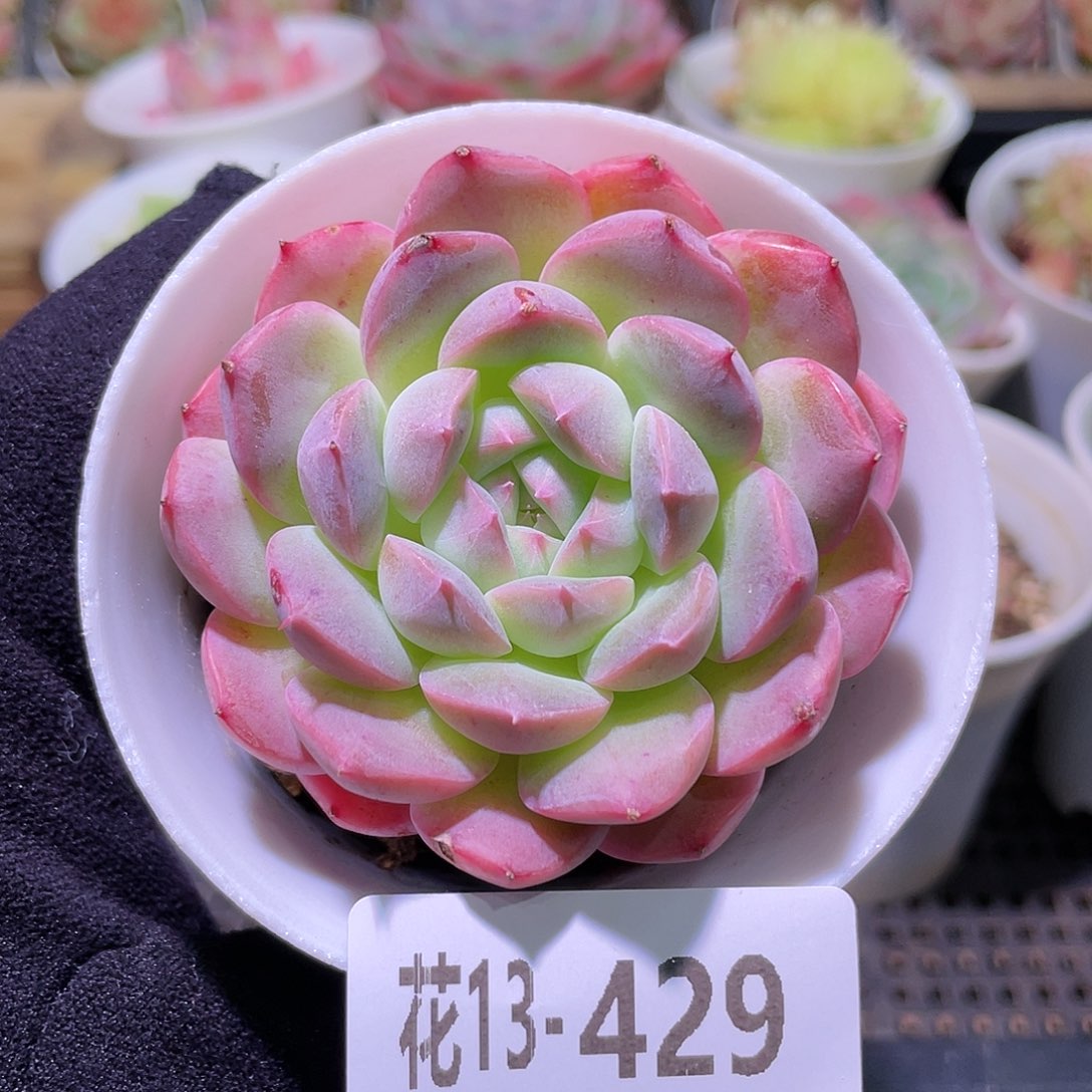 花利美13-429新品