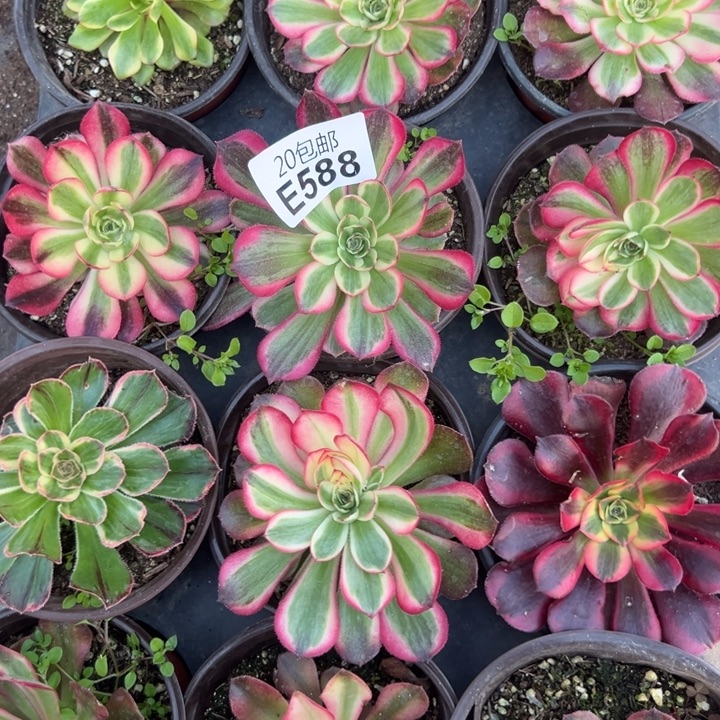 多肉植物588不售后