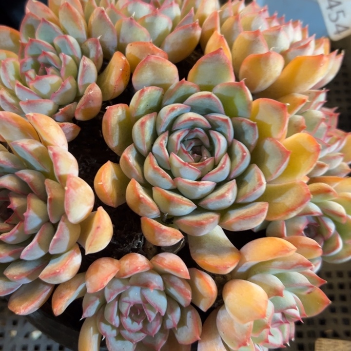 幸运儿的故事也是很有意思幸运