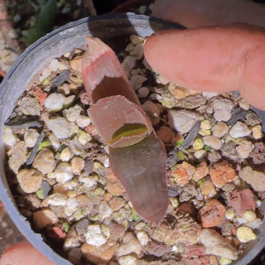 梵*＆块根植物块根植物