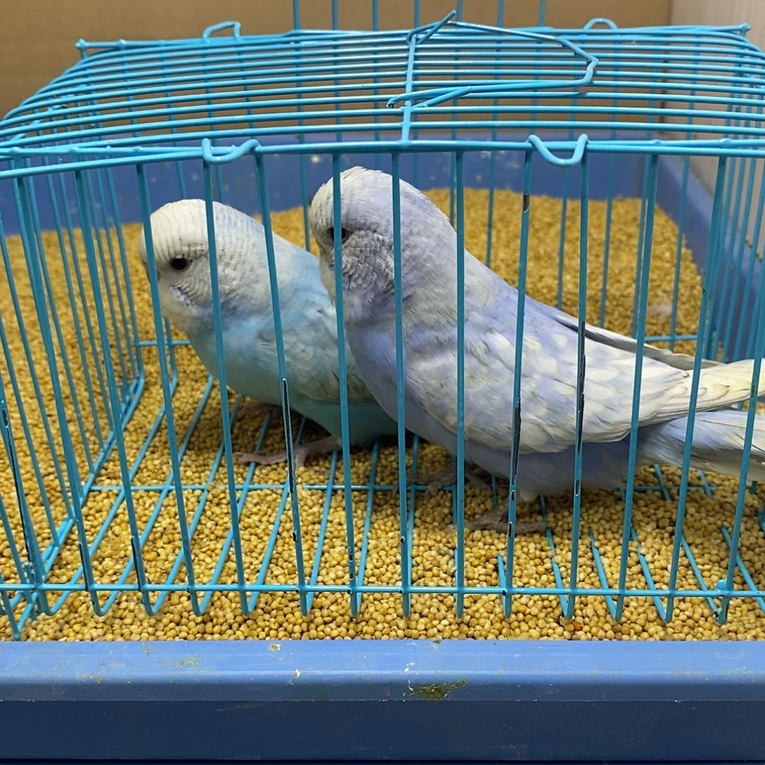 虎皮鹦鹉大头一对