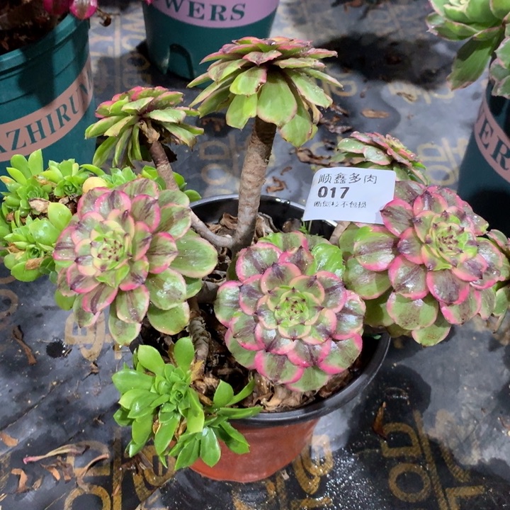 017粉黛多肉植物