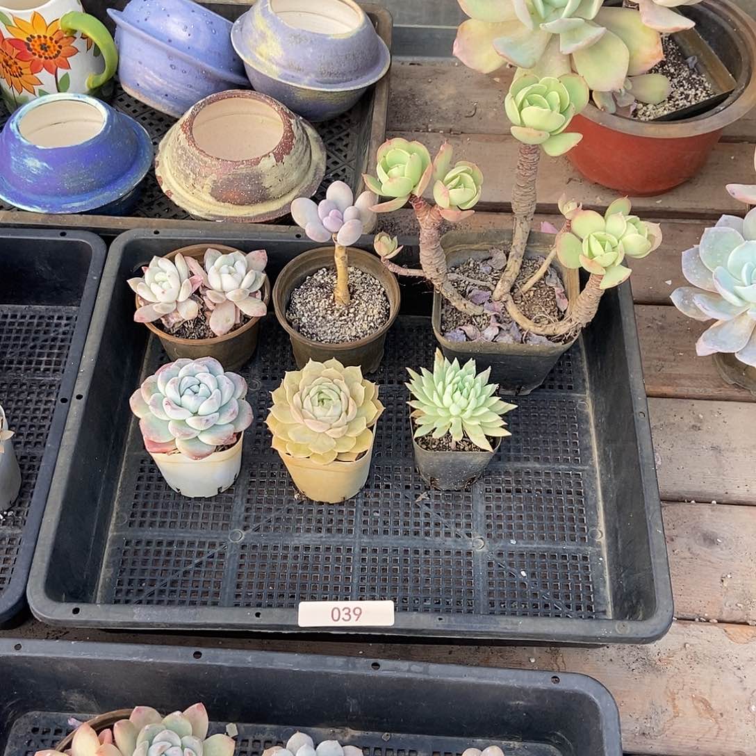 039号组合套餐多肉六颗脱土发货偏远不包邮