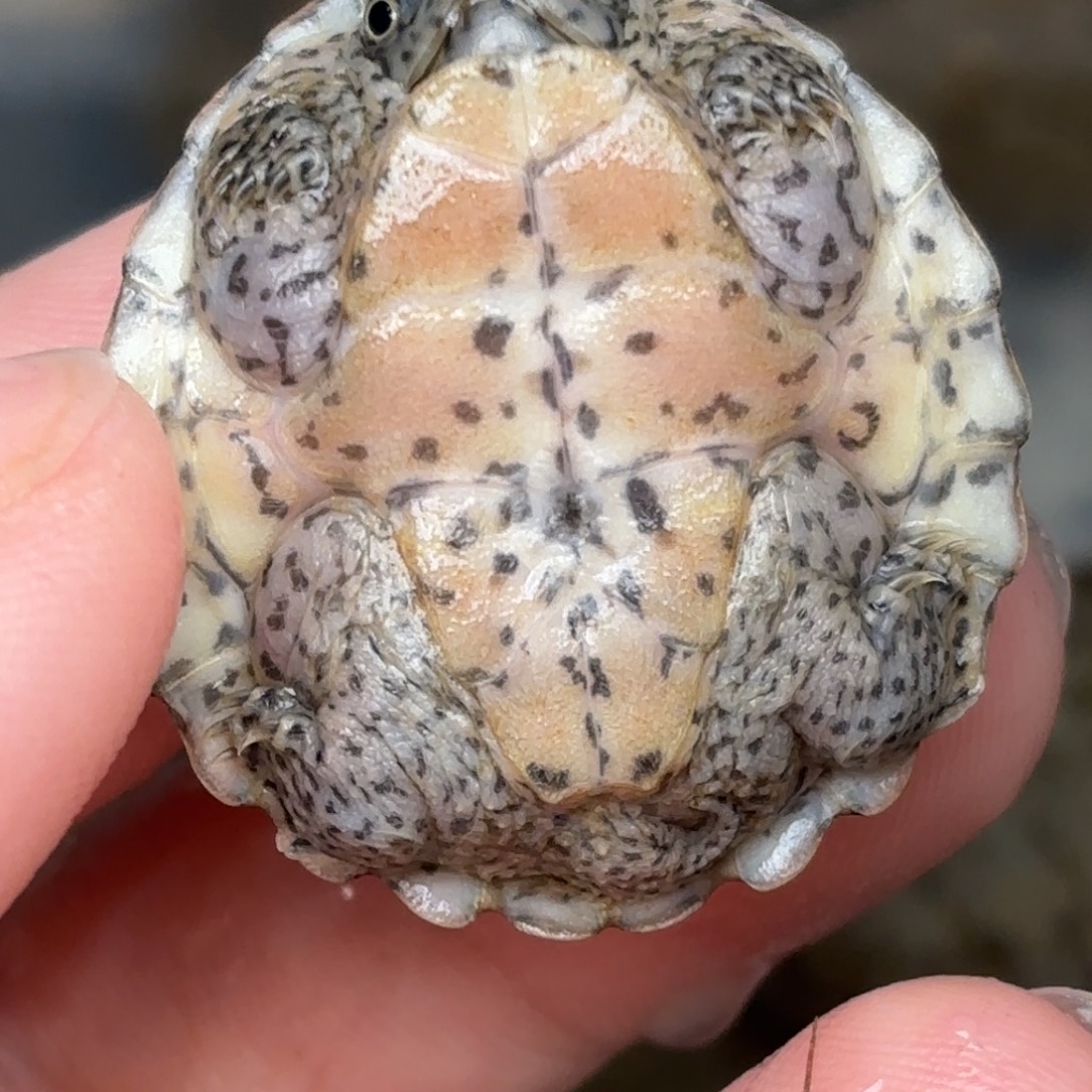 宠物龟不分公母全品双满文黑刀