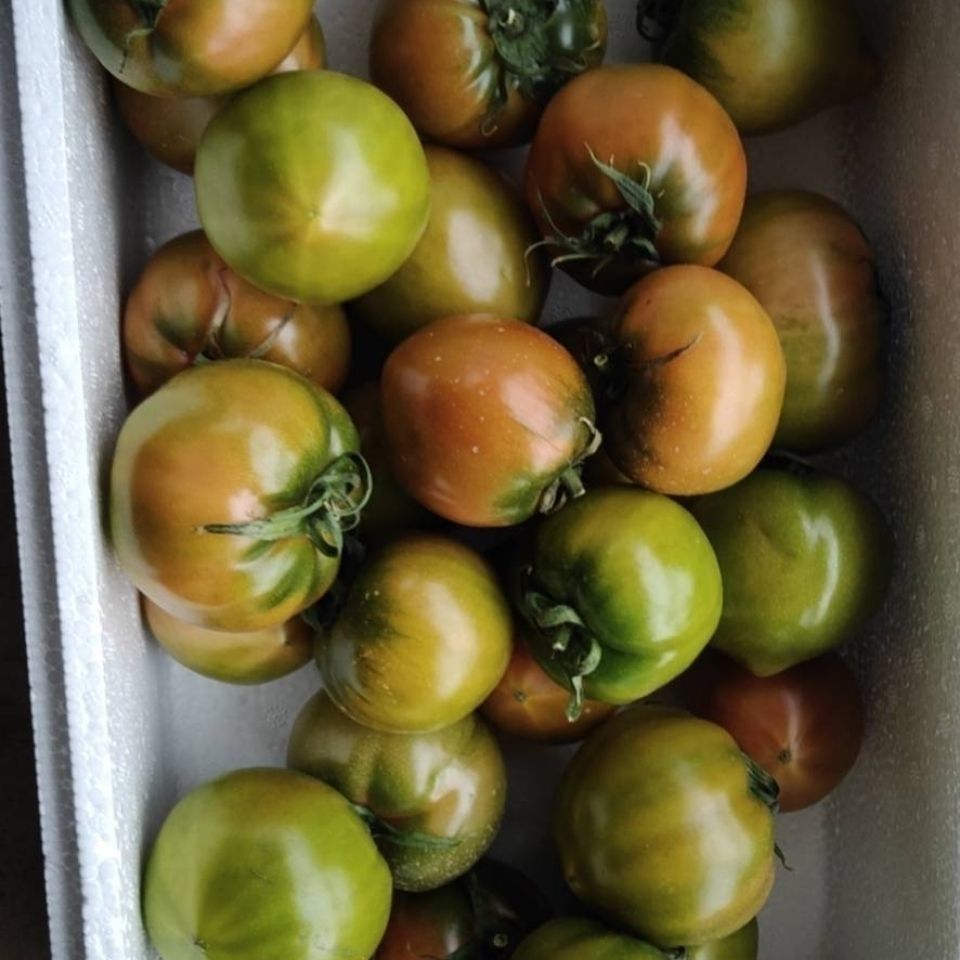 草莓柿子盐碱地现摘草莓柿子西红柿顺丰包邮新鲜甜酸可口