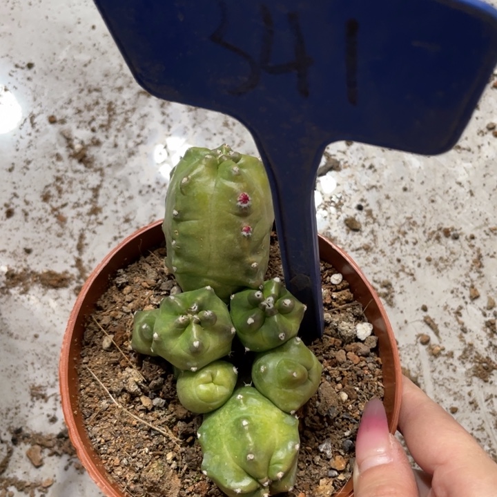 橙桃多头新品一物一拍341