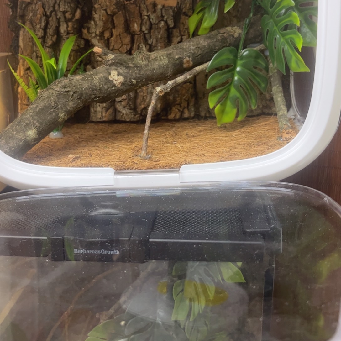 I***）特价巨拟加生态太空拍拍拍