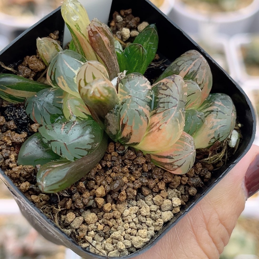 36双头红太阳玉露锦带仔福利专场