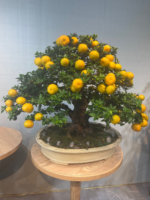 有缘八房柑 一物一拍