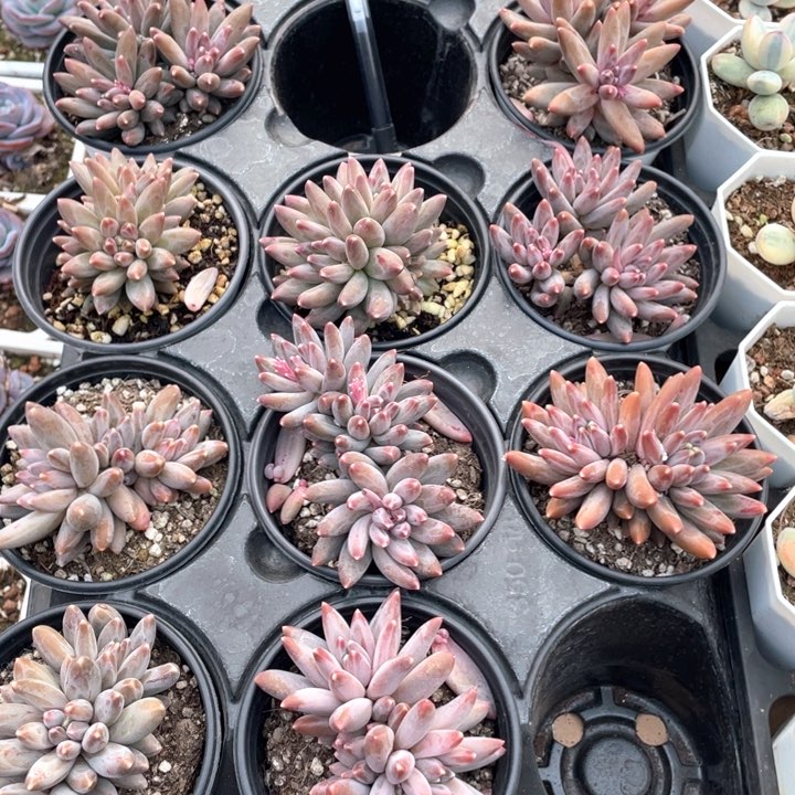 虞美人18.8一盆88888888