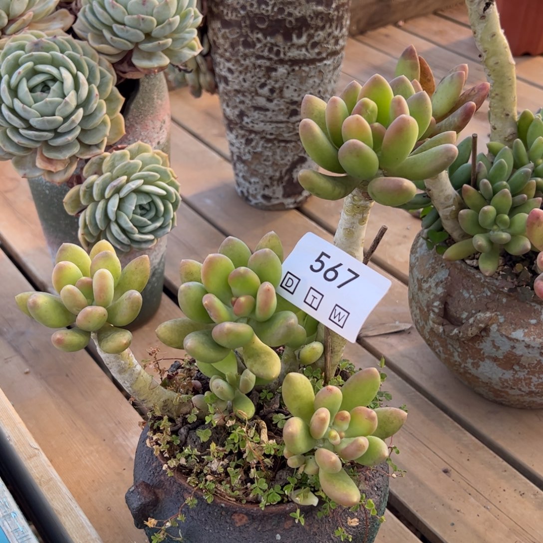 567多肉植物盆栽花卉