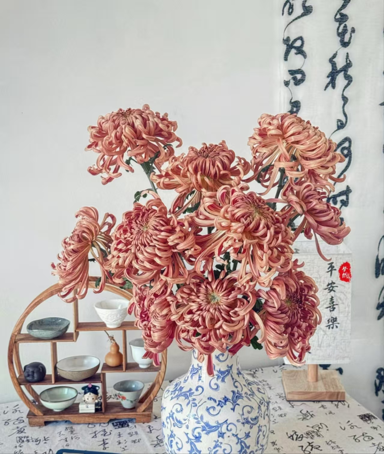 【国风大菊链接】维也纳、慕雪、珠玉云南产地直发 | 新鲜采摘