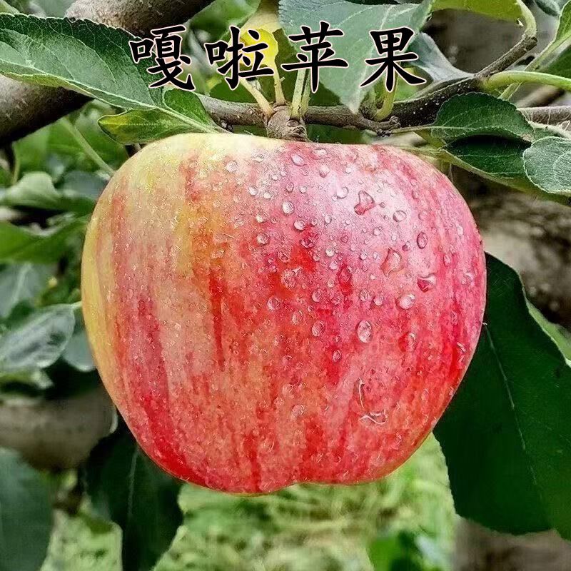 矮化G935新嘎啦苹果树苗嫁接脱毒苗耐寒大卫嘎啦庭院地栽苹果树苗