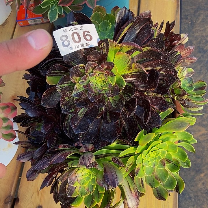 806号多肉莫兰迪