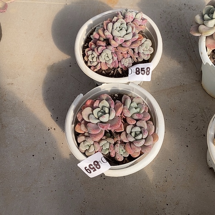 ****陌858.859花瓣露多肉2颗