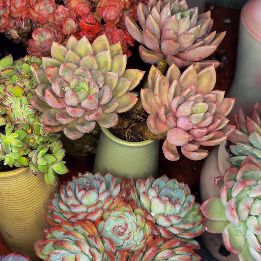 牛***嫂老桩精品肉肉象牙