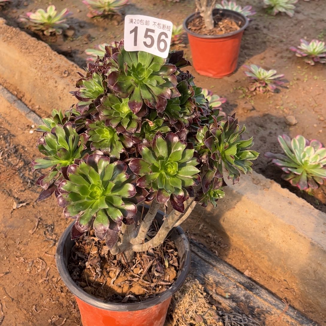 绿箭156不包断枝的