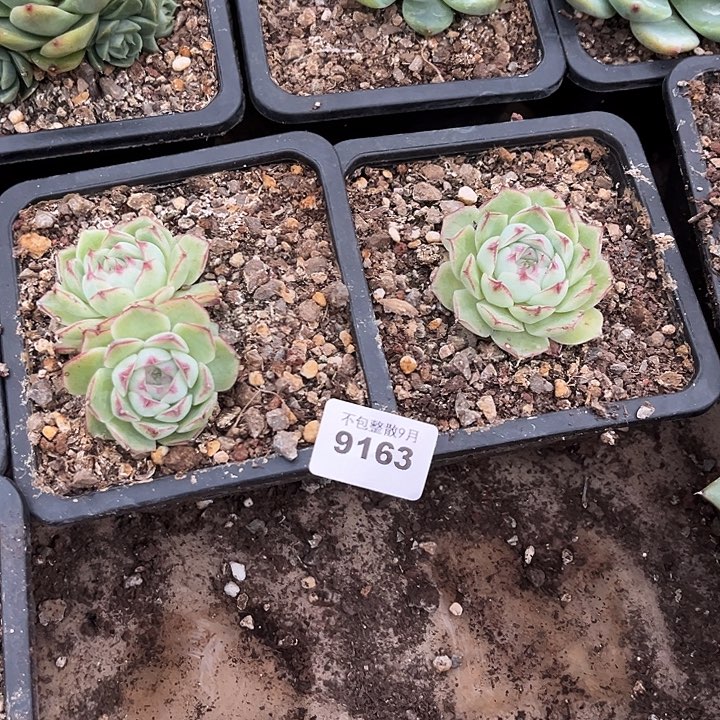 阿雅园艺。      9163红女王