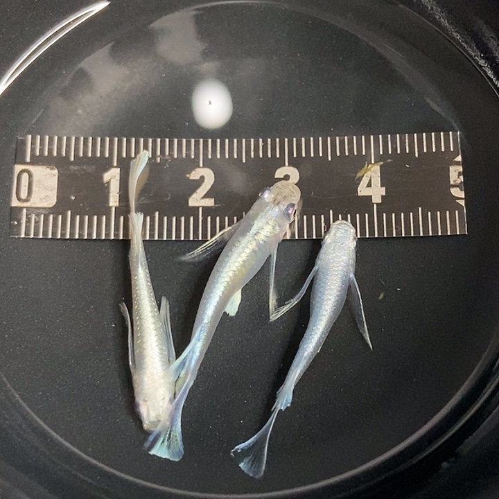 海水鱼墨子的鱼22号长天