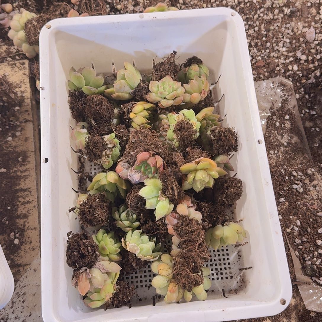 瑕疵不售后福利28