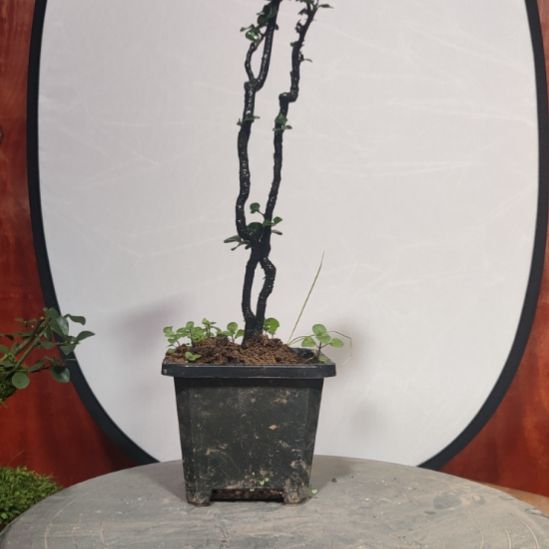 当前无花栽培后可以开花粗一次性筷子粗，介意小勿拍，2号