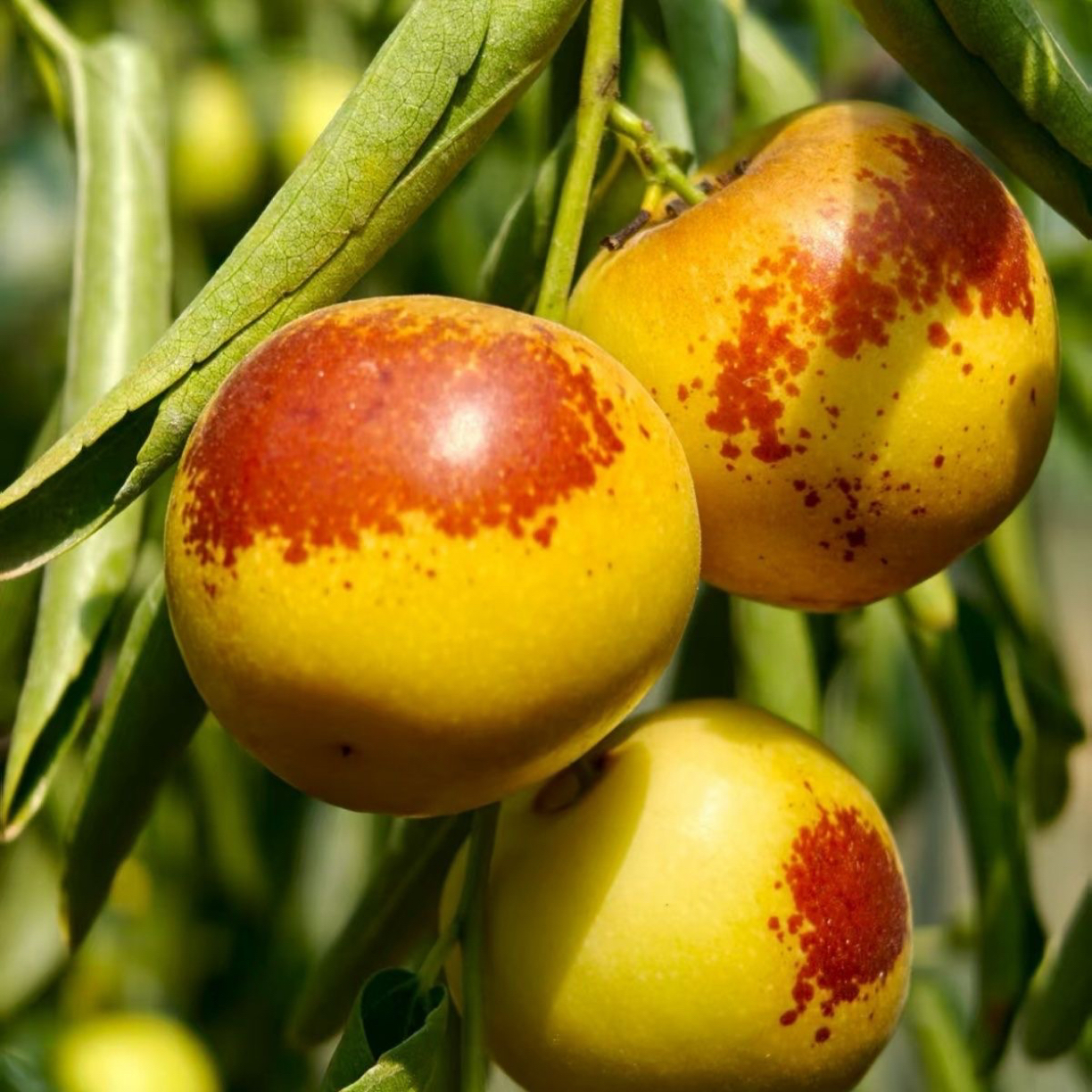 正宗短枝二代山东沾化冬枣大枣5斤特大爆甜冬枣