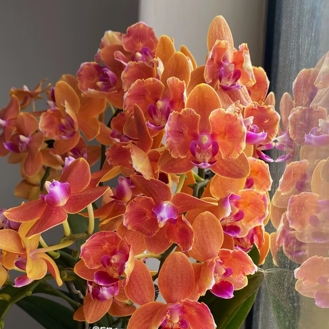 爆花浓香会变色2花剑起【罗马情人】蝴蝶兰