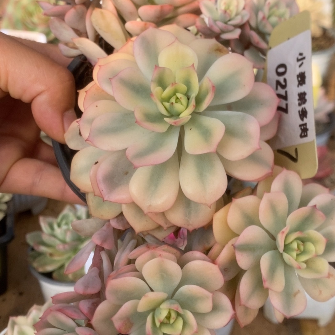 277红化妆锦锦锦锦锦