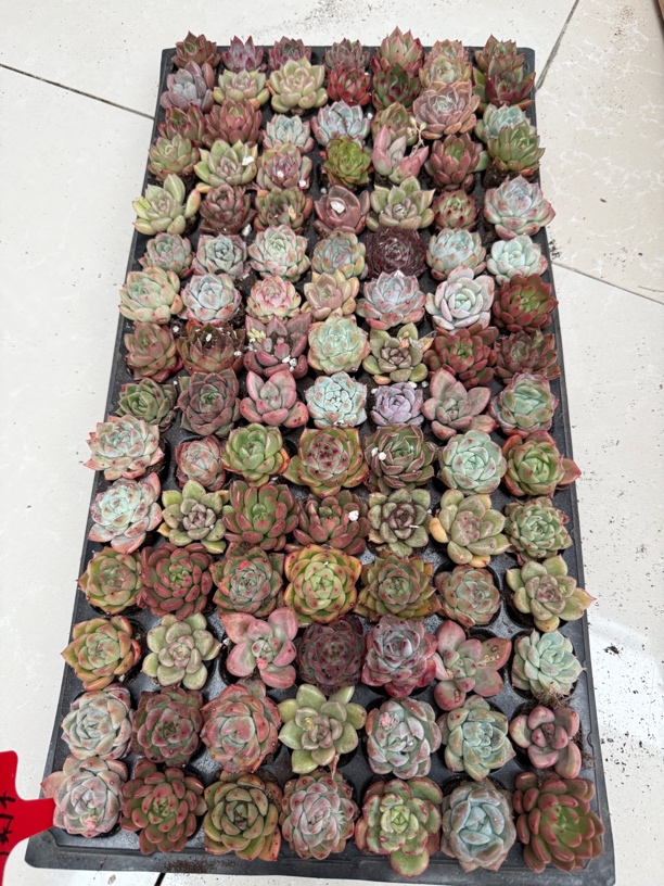 福利多品种 十五颗植物