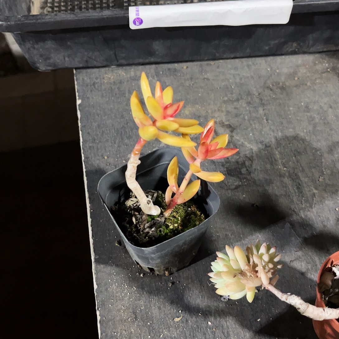 请***！250多肉植物提取萃取剂