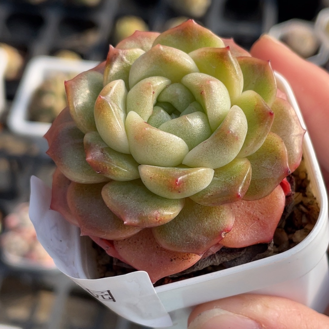 699号糖心冰心珍妮 