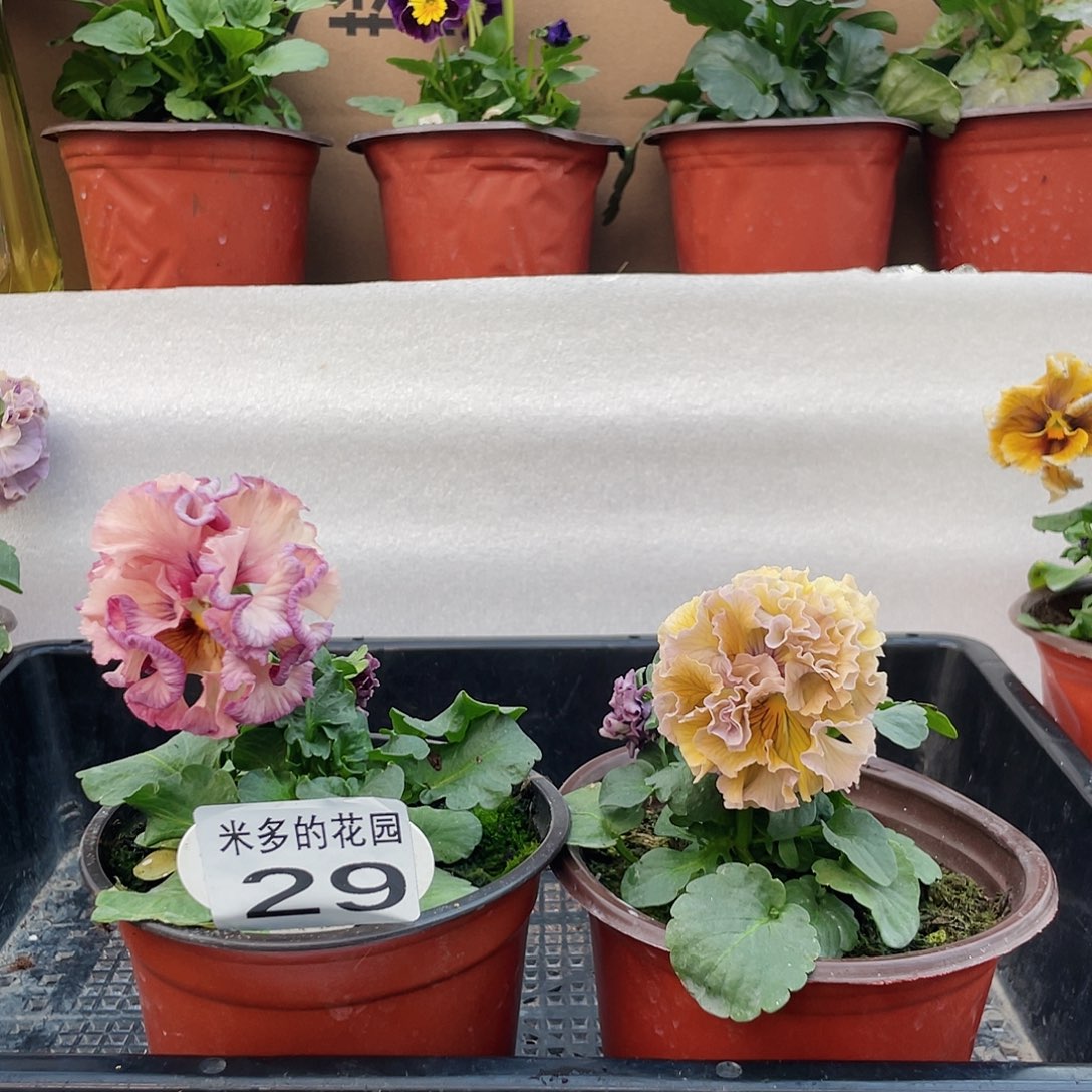 大部分开放少量花苞29