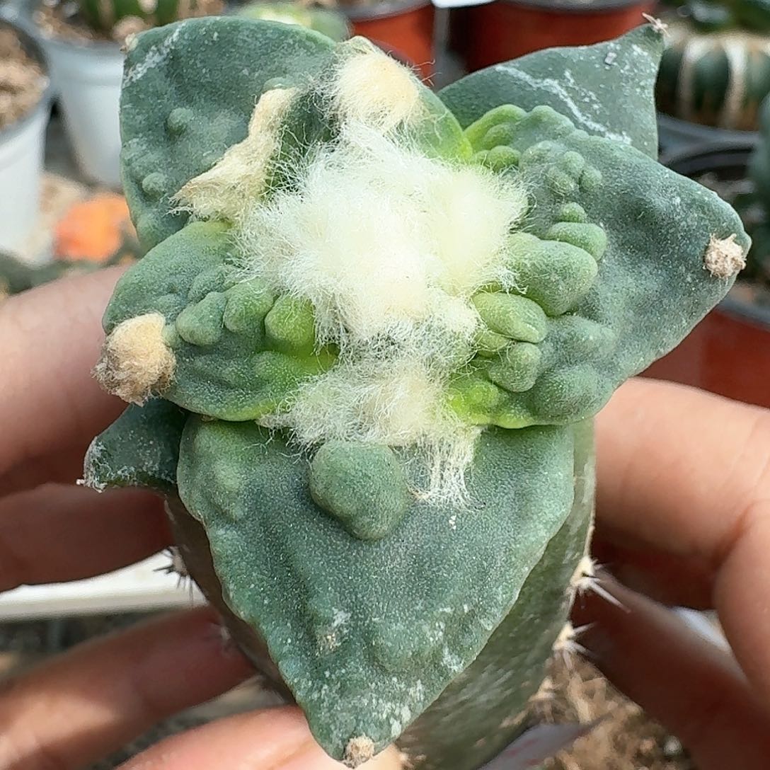 【闪购商品】栗源怒涛784