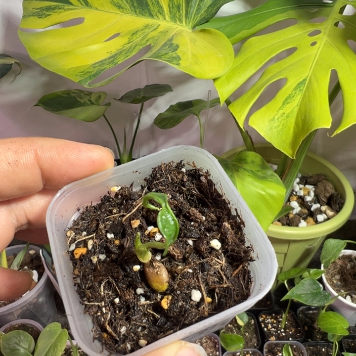 吉***物完全开放龟背种子苗