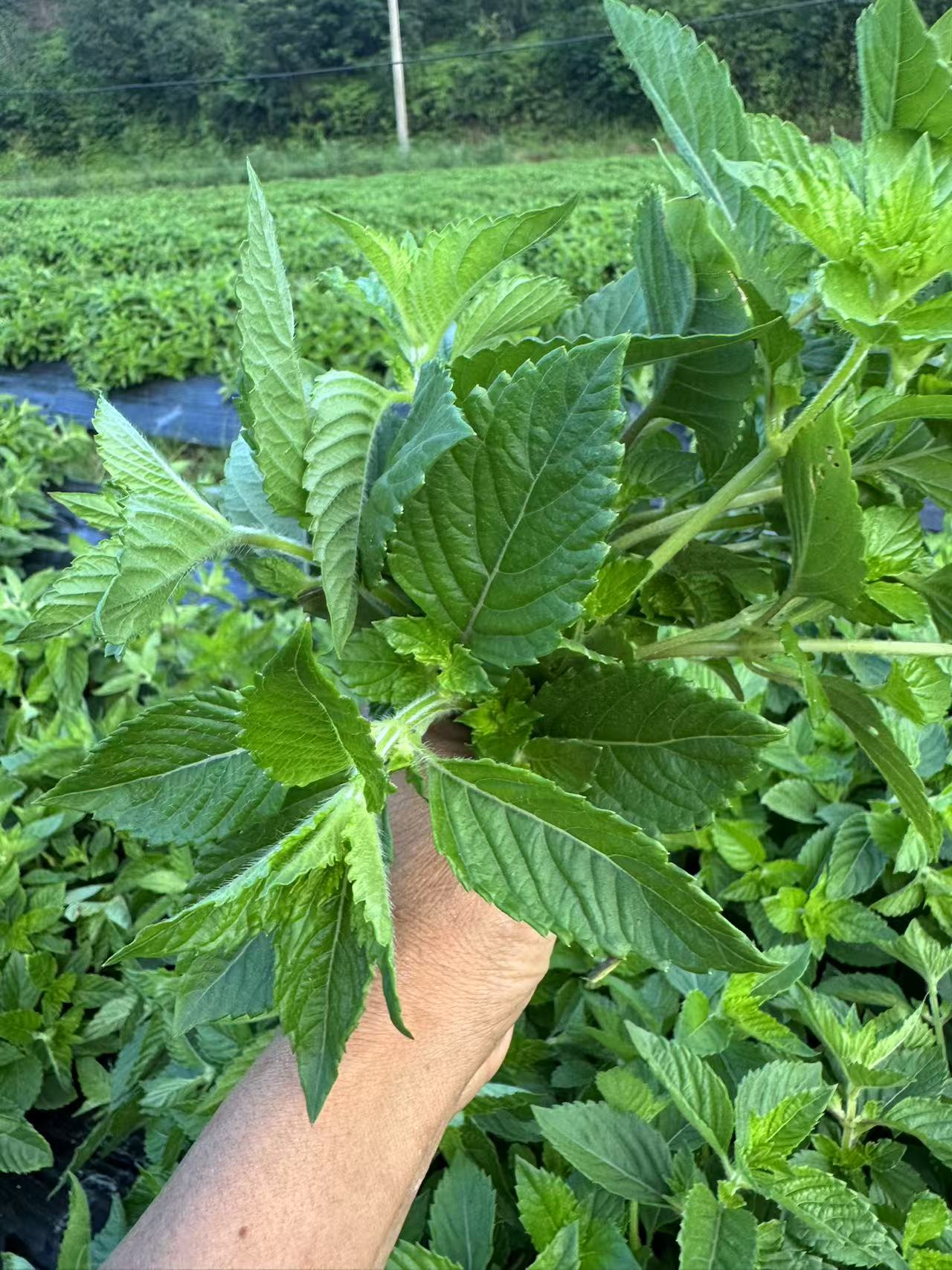 【仙人草】永丰君埠农家现采现发新鲜自种仙人草（又叫凉粉草）