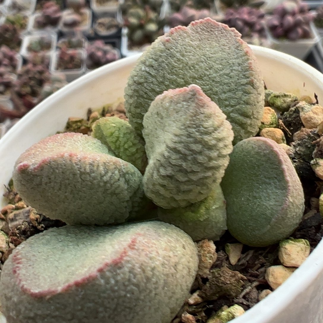 实生新品多肉植物水泡