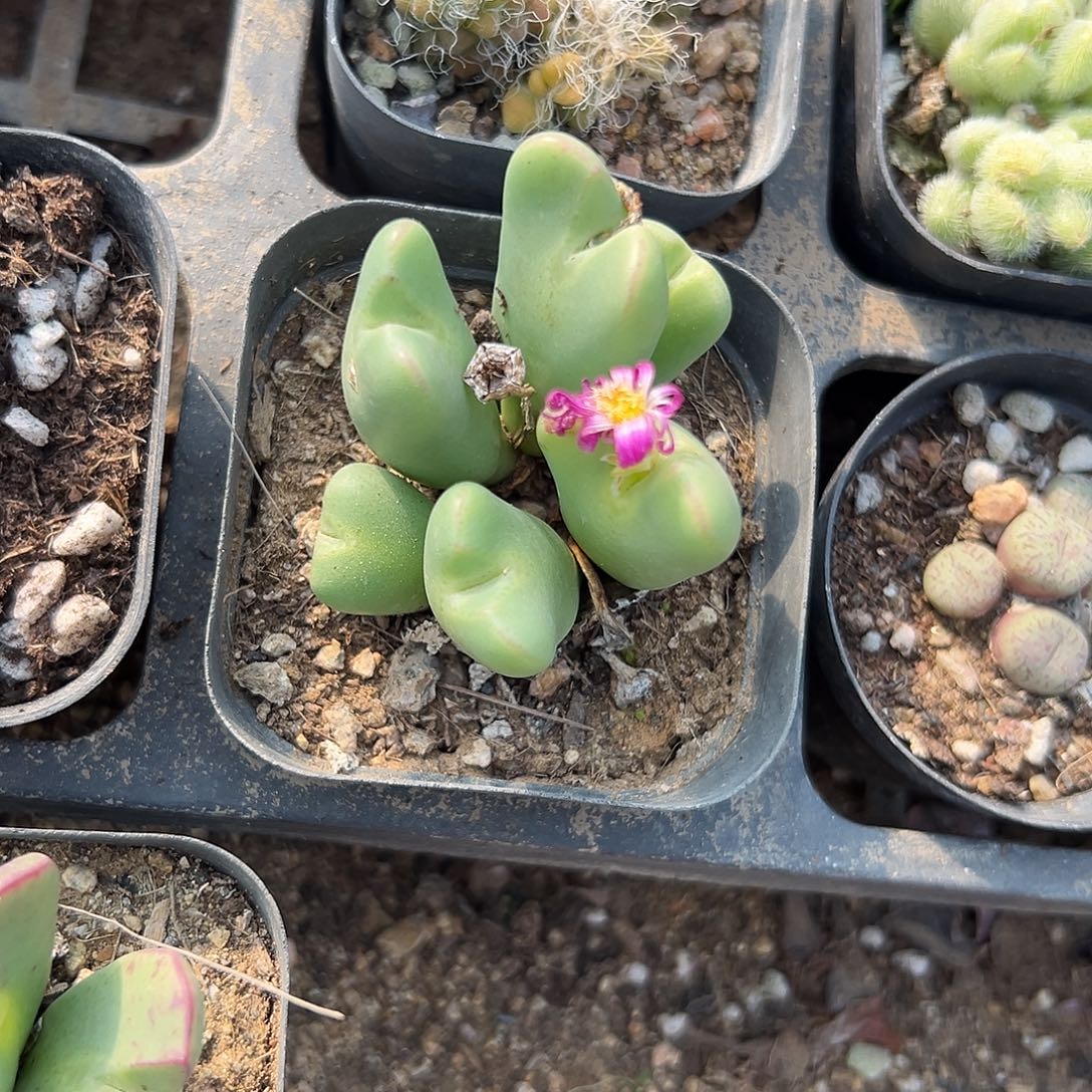 多肉植物开花少将