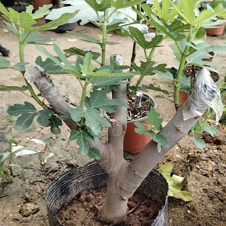 波姬斯特拉芭劳奈等精品老桩带盆带土发货
