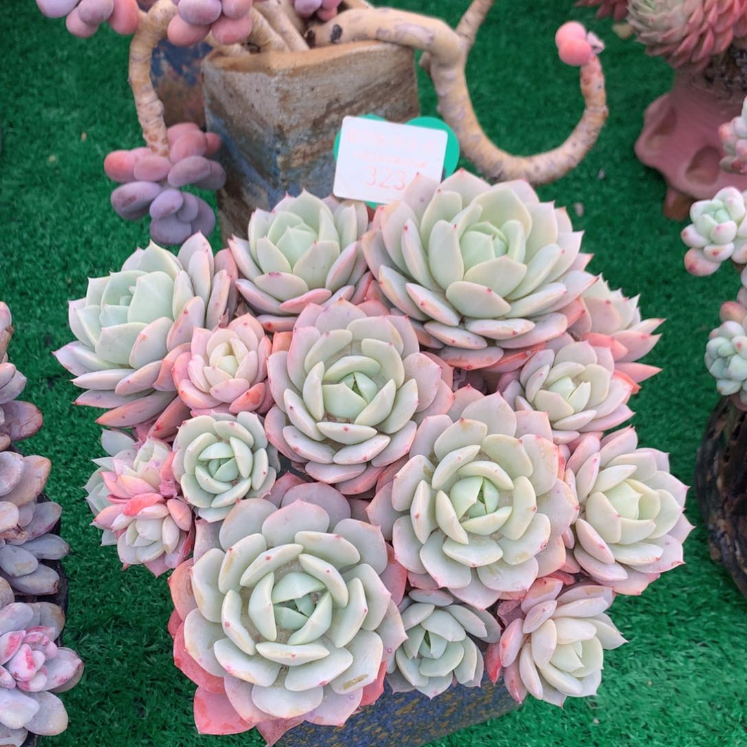 恋曲老桩平头有砍323